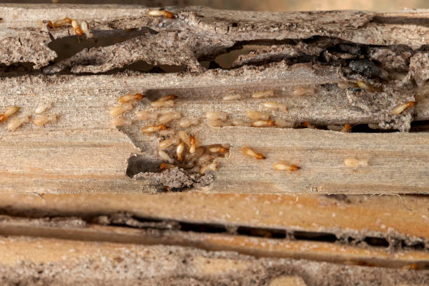 Best Mosquito Control Services  in Firestone, CO